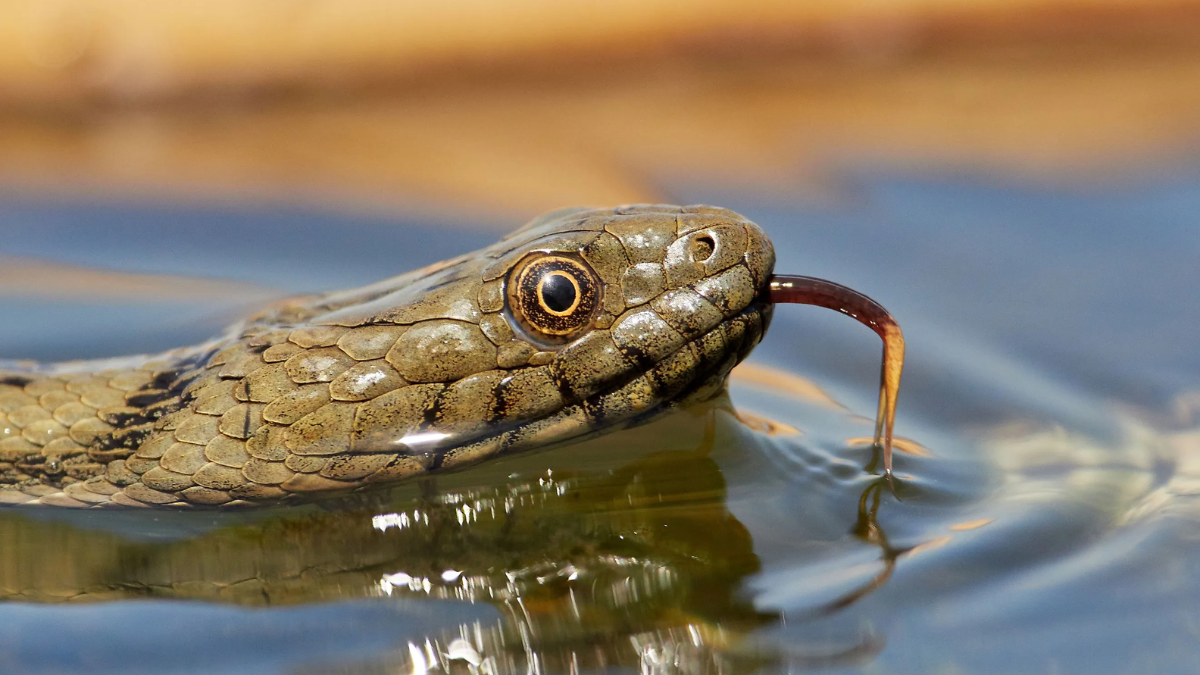 California’s 5 Most Snake-Infested Lakes to Watch Out for in 2025