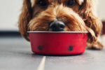 Understanding Hawaii's New Pet Feeder Law: A Must-Read for Pet Owners