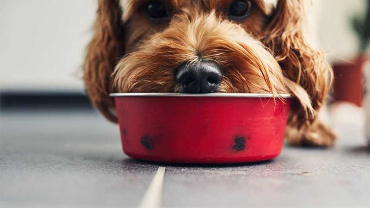 Understanding Hawaii's New Pet Feeder Law: A Must-Read for Pet Owners