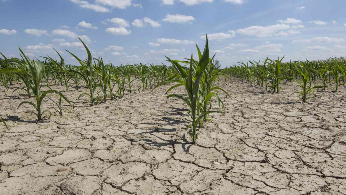 Severe Drought Conditions Return to Central Iowa—Will Relief Come Soon?