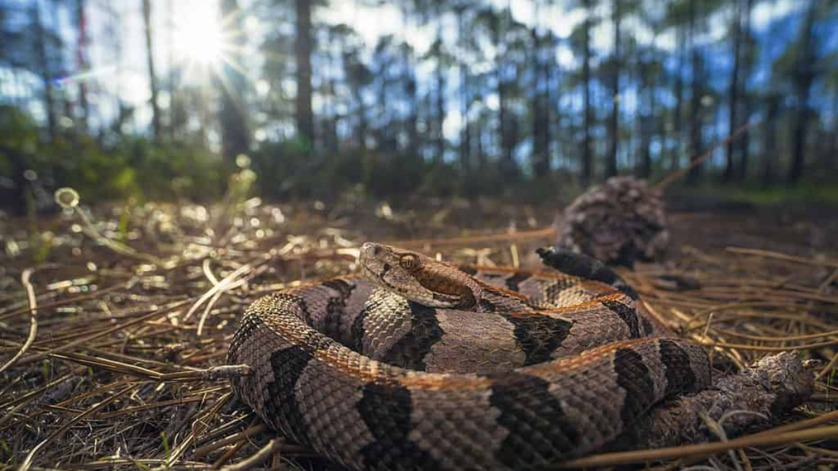 Danger Zones: Snake-Infested Areas in Virginia You Need to Avoid